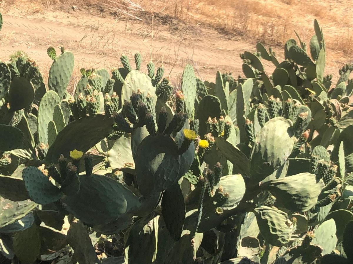 Masseria Baglio Perciata Camporeale المظهر الخارجي الصورة